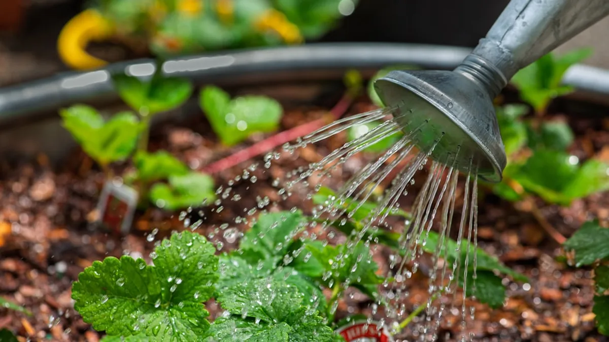 Arroser ses plantes pendant les vacances : les solutions malines