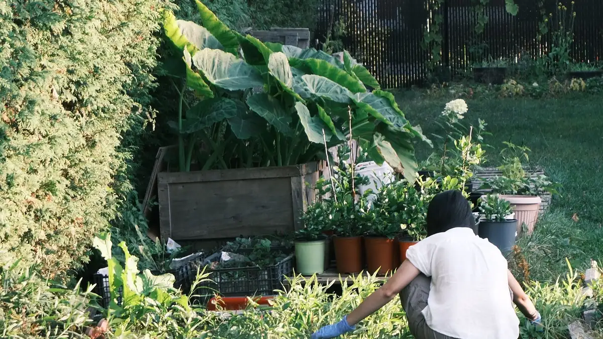 Potager en carré pour débutant : quatre saisons de récoltes