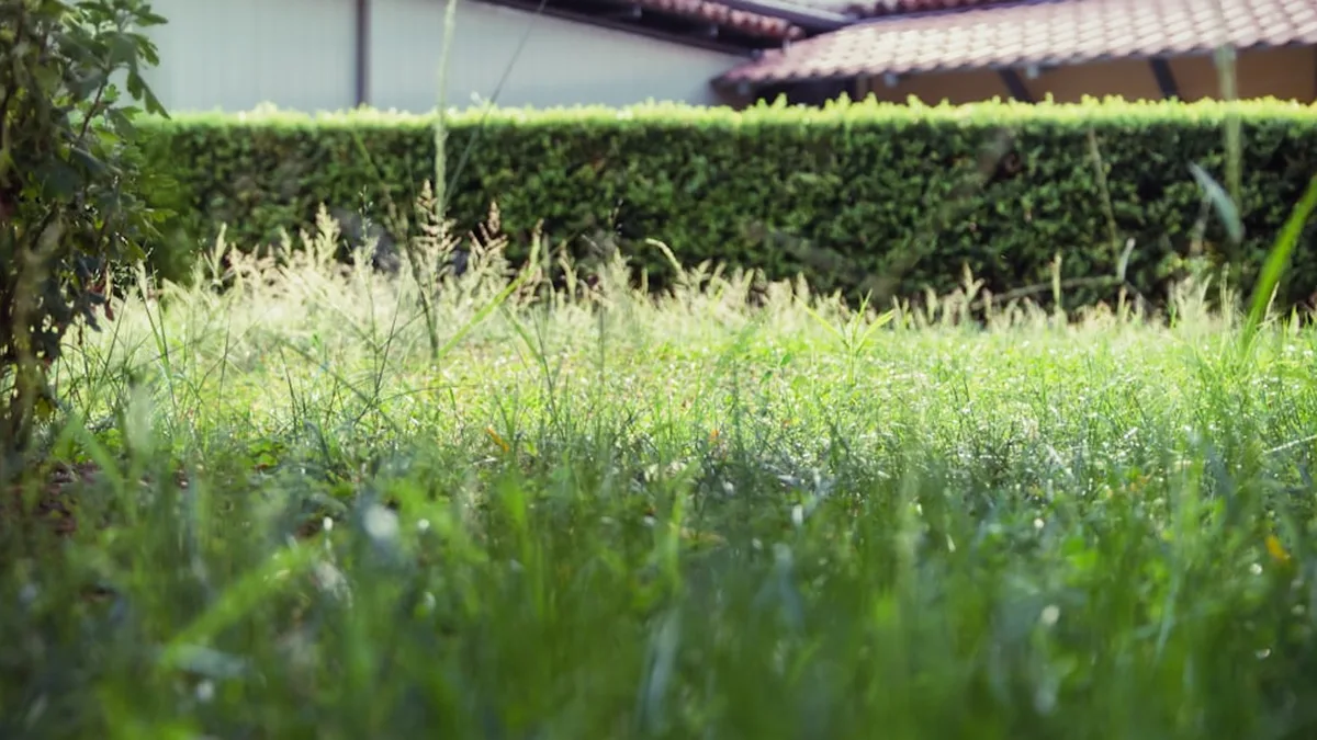 Entretenir sa pelouse naturellement, sans aucun produit