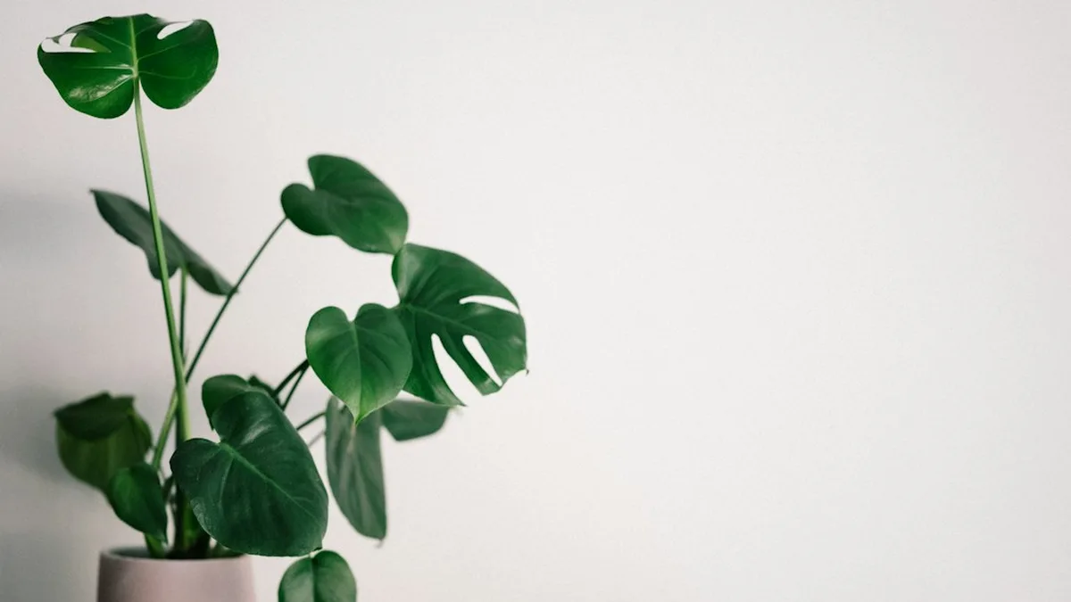 Plante d'intérieur ombre