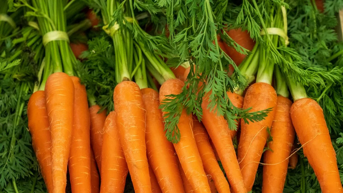 Potager carotte