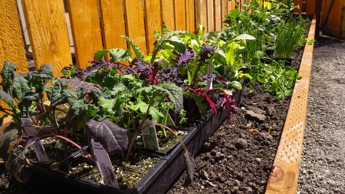 Potager surélevé en bois