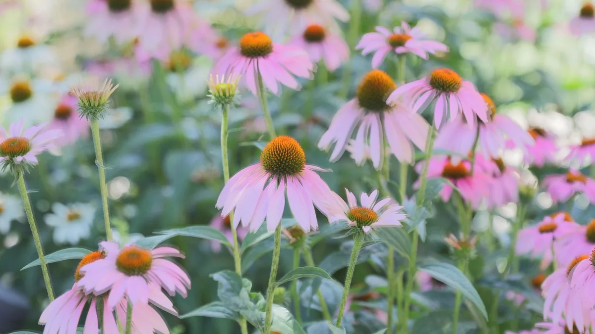Fleurs mellifères : lesquelles semer pour les abeilles